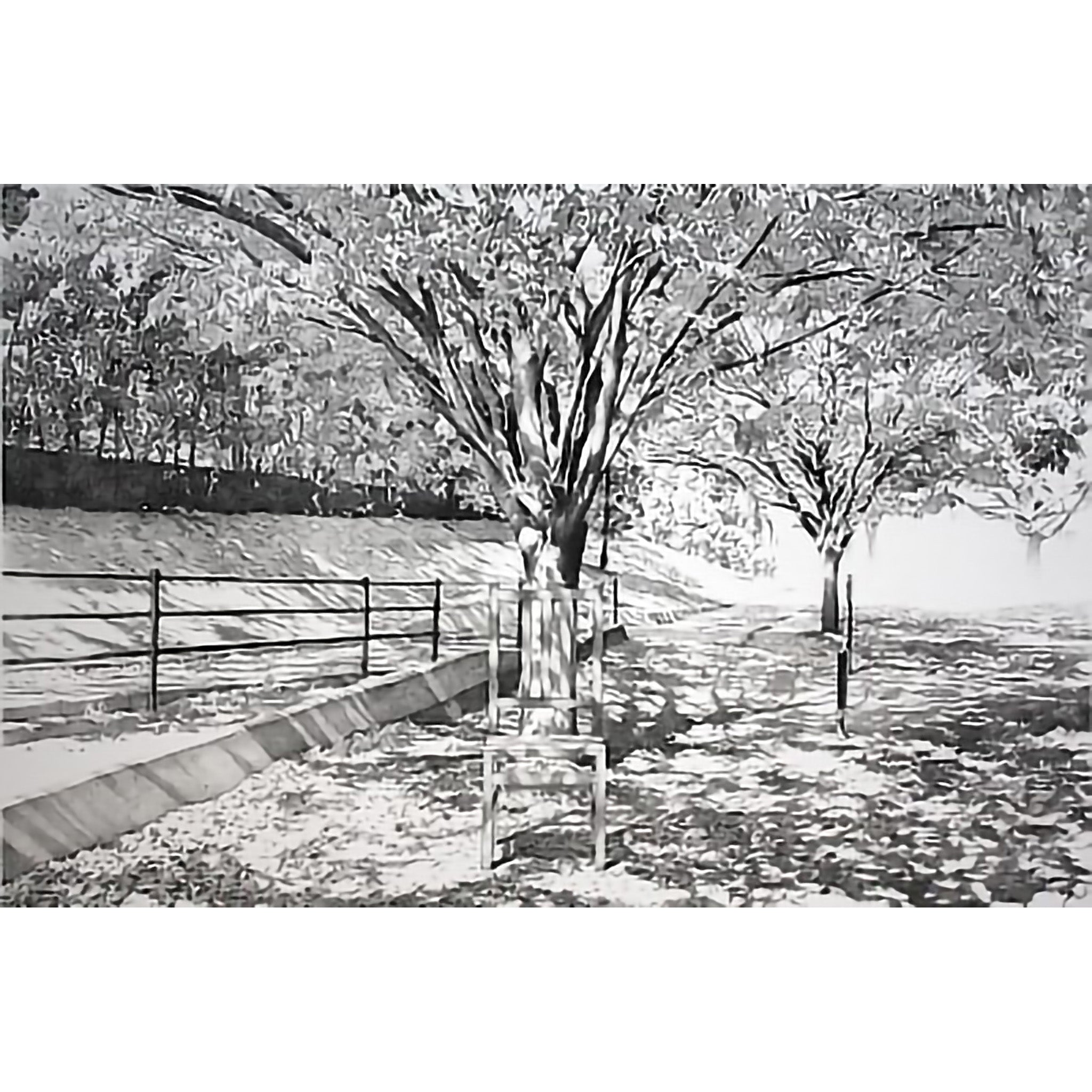 The Sunshine Filtering through Foliage #2