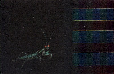 Mantis Goes by Seiichi Hiroshima - Davidson Galleries