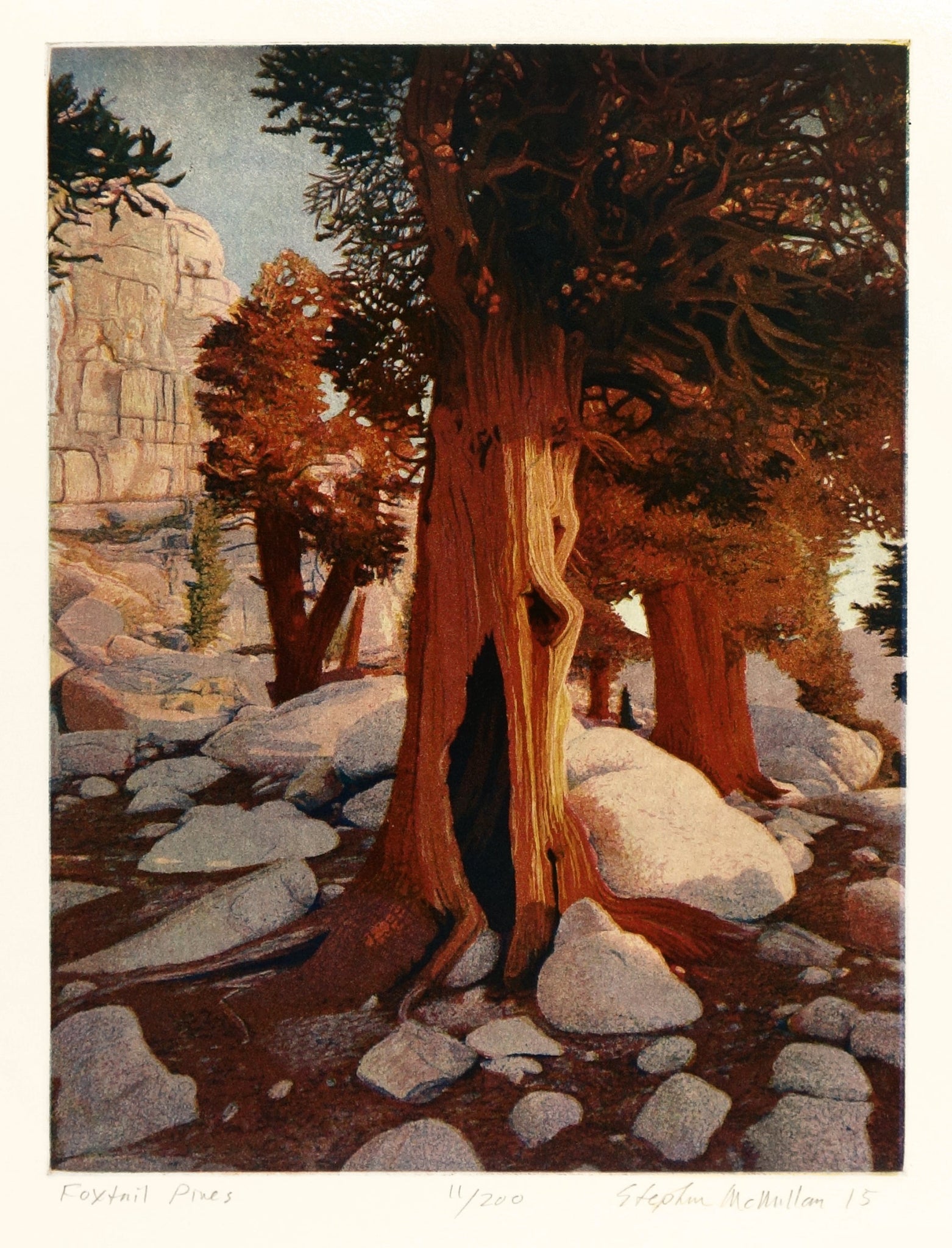 Foxtail Pines by Stephen McMillan - Davidson Galleries