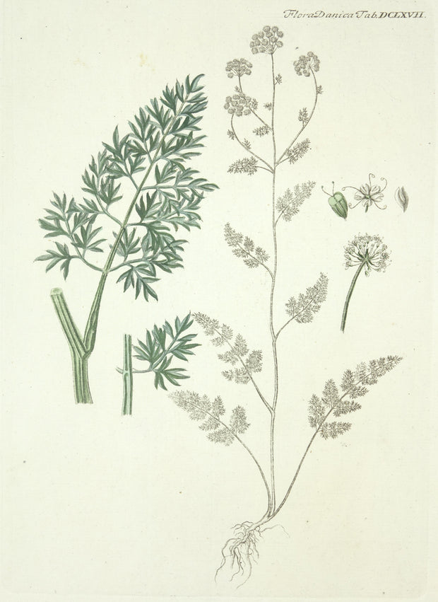 Flora Daniea Tab DCLXVII by Naturalist Prints (Botanicals) - Davidson Galleries