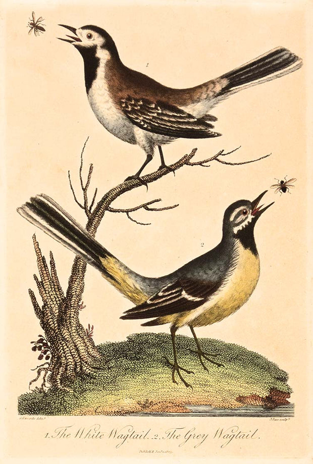 The White Wagtail and The Grey Wagtail by Naturalist Prints (Birds) - Davidson Galleries