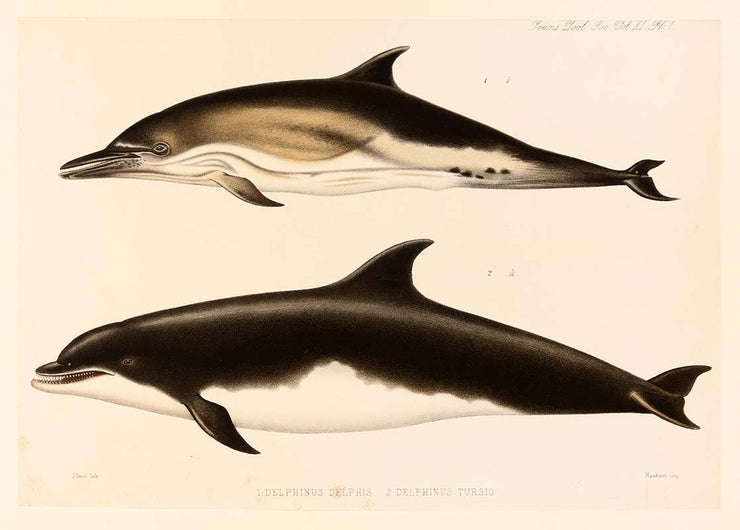 Delphinus Delphis by Naturalist Prints (Marine Life) - Davidson Galleries