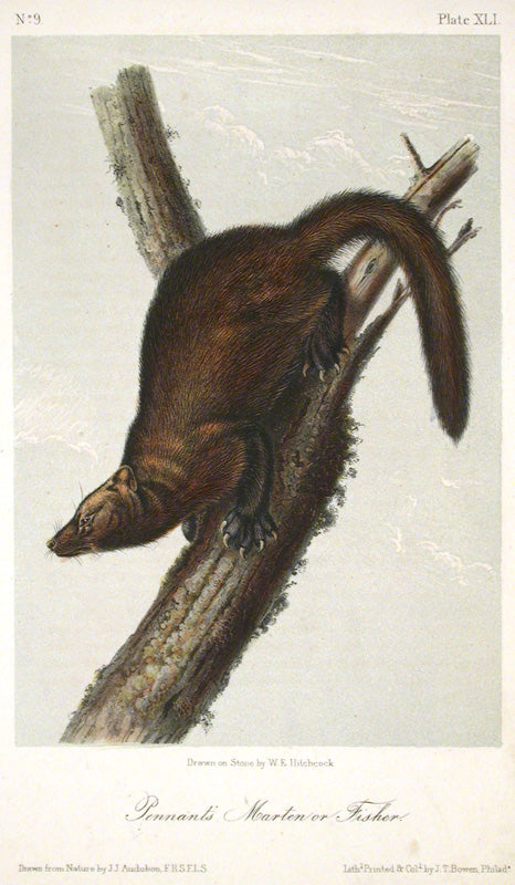 Pennant's Marten or Fisher by John James Audubon - Davidson Galleries