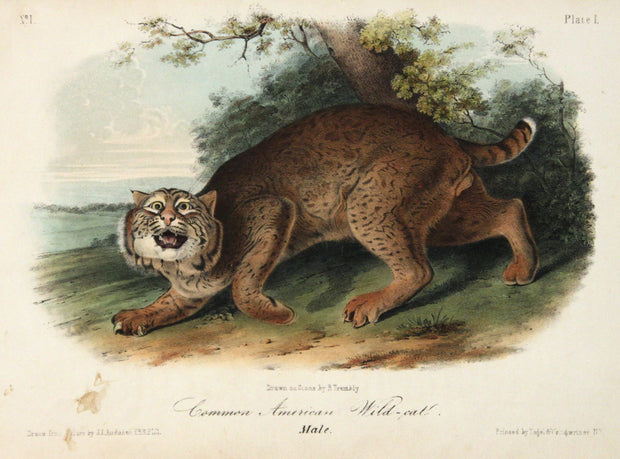Common American Wild-Cat by John James Audubon - Davidson Galleries