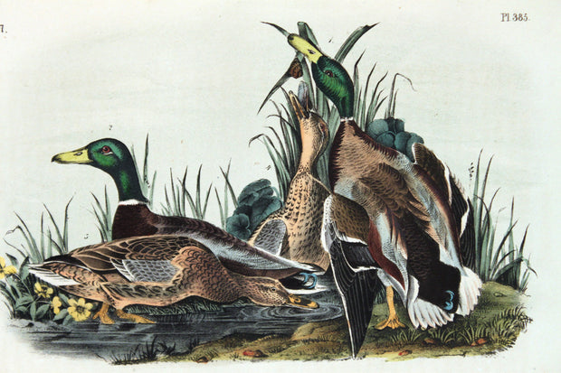 Mallard by John James Audubon - Davidson Galleries