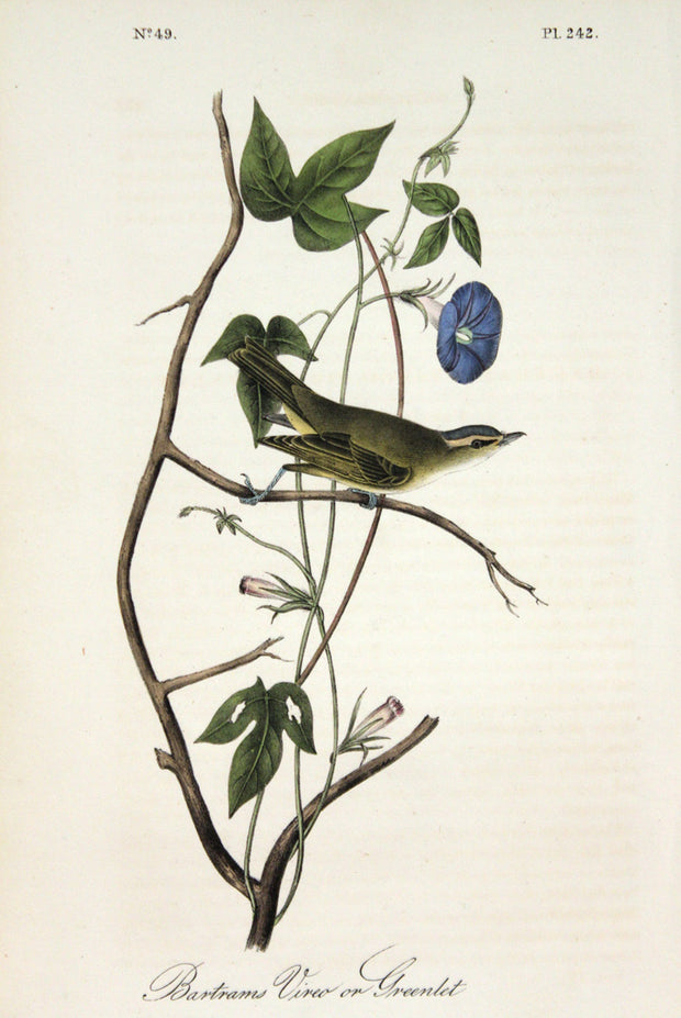 Bartram's Vireo or Greenlet by John James Audubon - Davidson Galleries