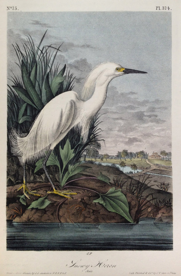 Snowy Heron by John James Audubon - Davidson Galleries