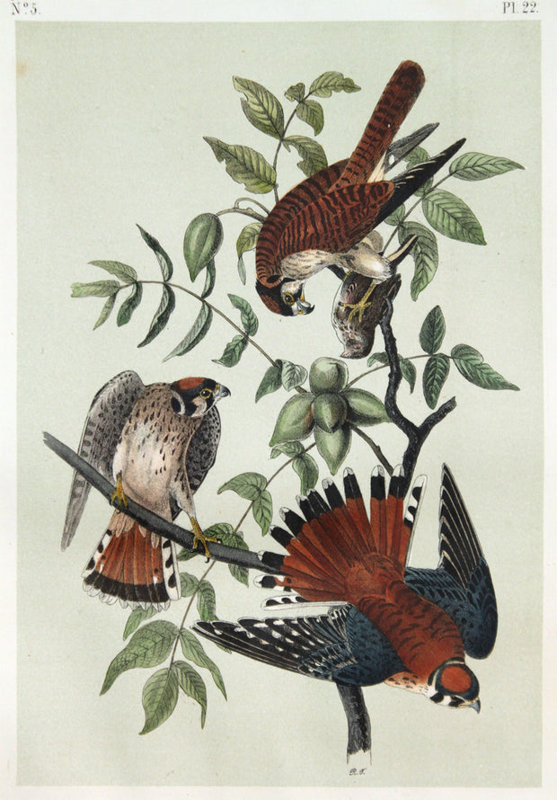 Sparrow Falcon by John James Audubon - Davidson Galleries