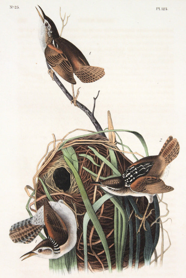 Marsh Wren by John James Audubon - Davidson Galleries
