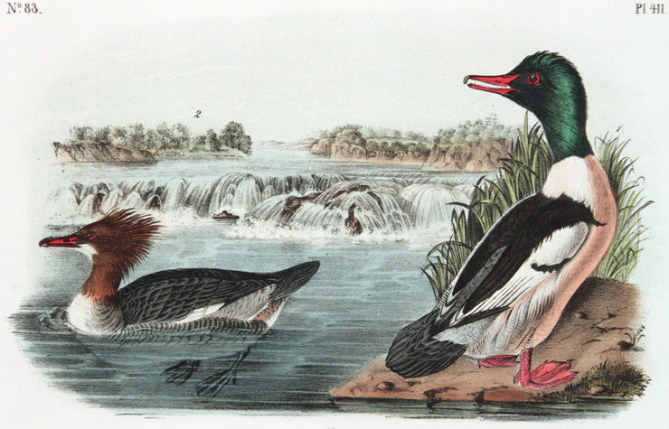 Buff-Breasted Merganter Goosander by John James Audubon - Davidson Galleries