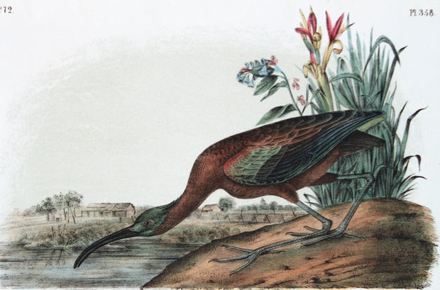 Glossy Ibis by John James Audubon - Davidson Galleries