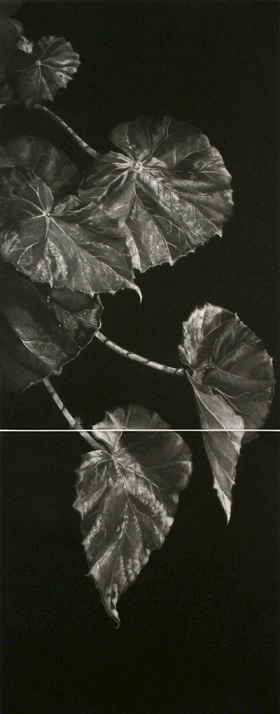 Begonia by Judith Rothchild - Davidson Galleries