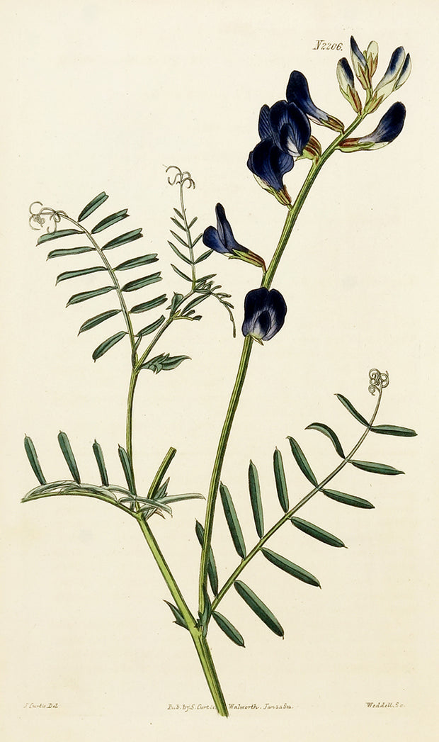Saint-Foin Vetch by Naturalist Prints (Botanicals) - Davidson Galleries