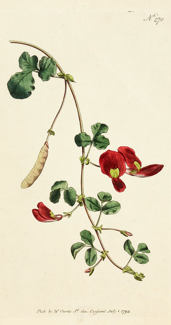 Scarlet Glycine (Sweet Pea) by Naturalist Prints (Botanicals) - Davidson Galleries