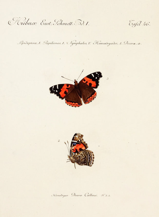 Plate 46: Lepidoptera, Papiliones, Nymphales, Hamadryades, Decorae by Naturalist Prints (Insects & Butterflies) - Davidson Galleries