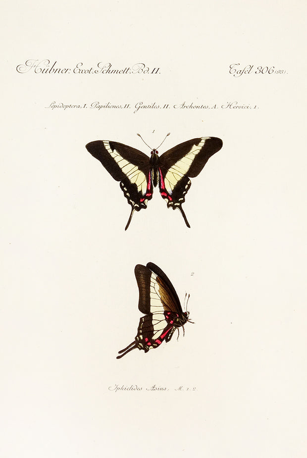 Lepidoptera, Papiliones, Gentiles, Archontes, Heroici by Naturalist Prints (Insects & Butterflies) - Davidson Galleries