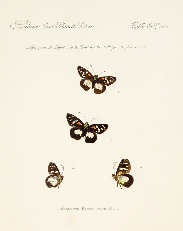 Lepidoptera, Papiliones, Gentiles, Astyci, Juvenes by Naturalist Prints (Insects & Butterflies) - Davidson Galleries