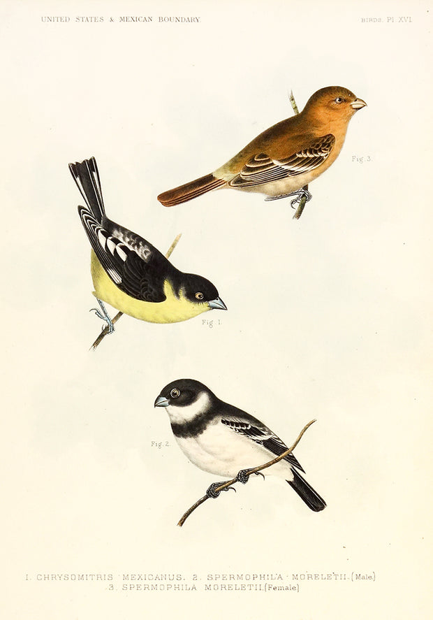 Birds by Naturalist Prints (Birds) - Davidson Galleries