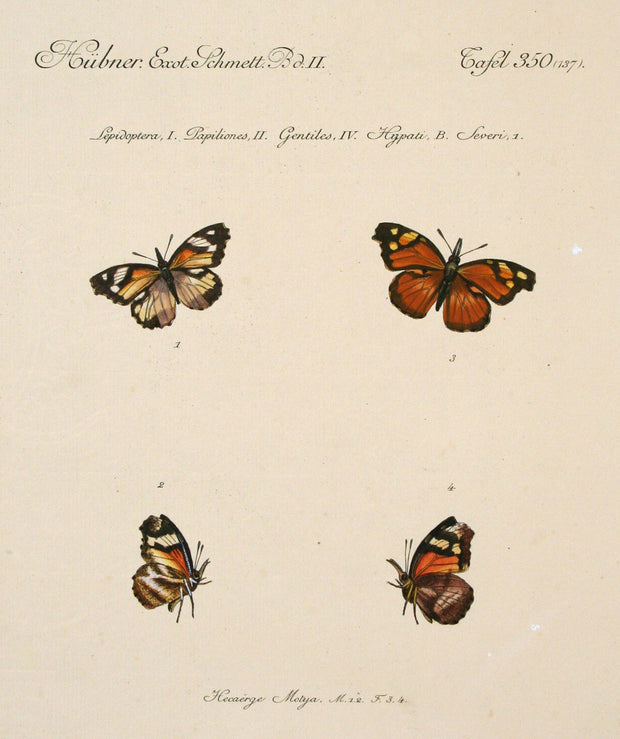 Hecaërge Motya (Male and Female) by Naturalist Prints (Insects & Butterflies) - Davidson Galleries