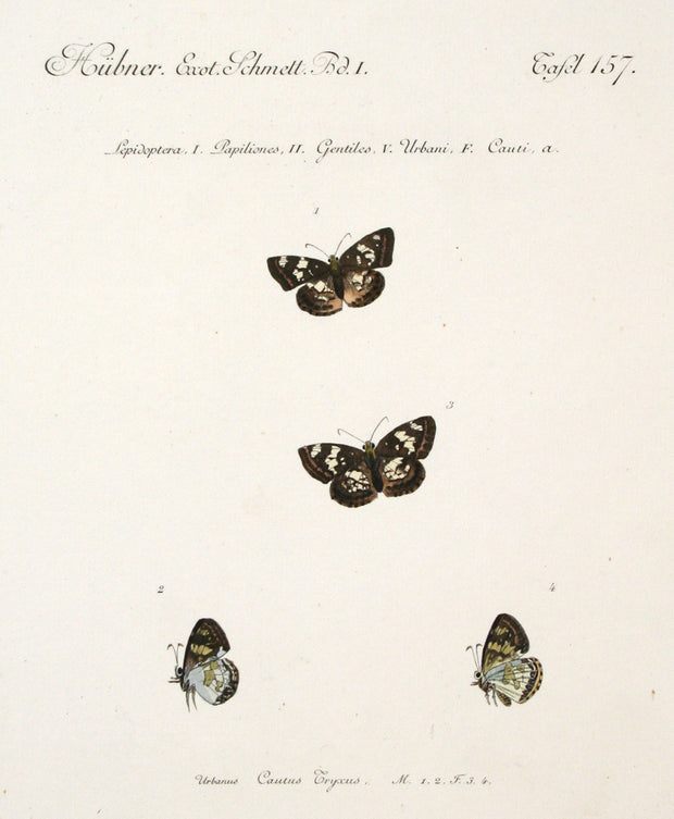 Urbanus Cautus Tryxus (Male and Female) by Naturalist Prints (Insects & Butterflies) - Davidson Galleries