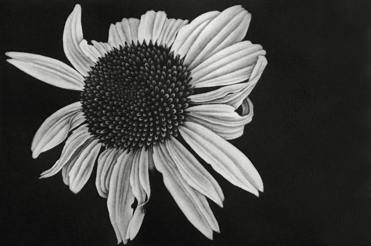 Echinacea (Stage 2) by Julie Niskanen - Davidson Galleries